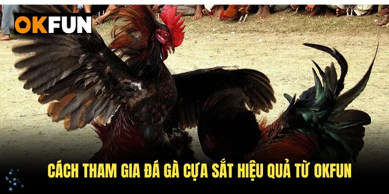 Cách tham gia đá gà cựa sắt hiệu quả từ OKFUN