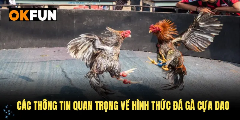Các thông tin quan trọng về hình thức đá gà cựa dao